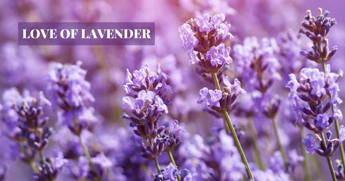 Love of Lavender | Buy Mothers Day Flowers At Alpha Floral