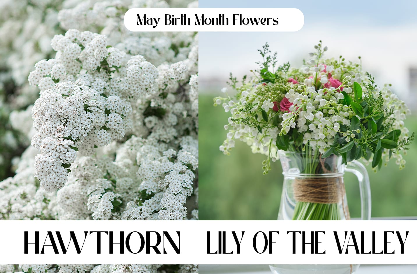 May Birth Month Flowers