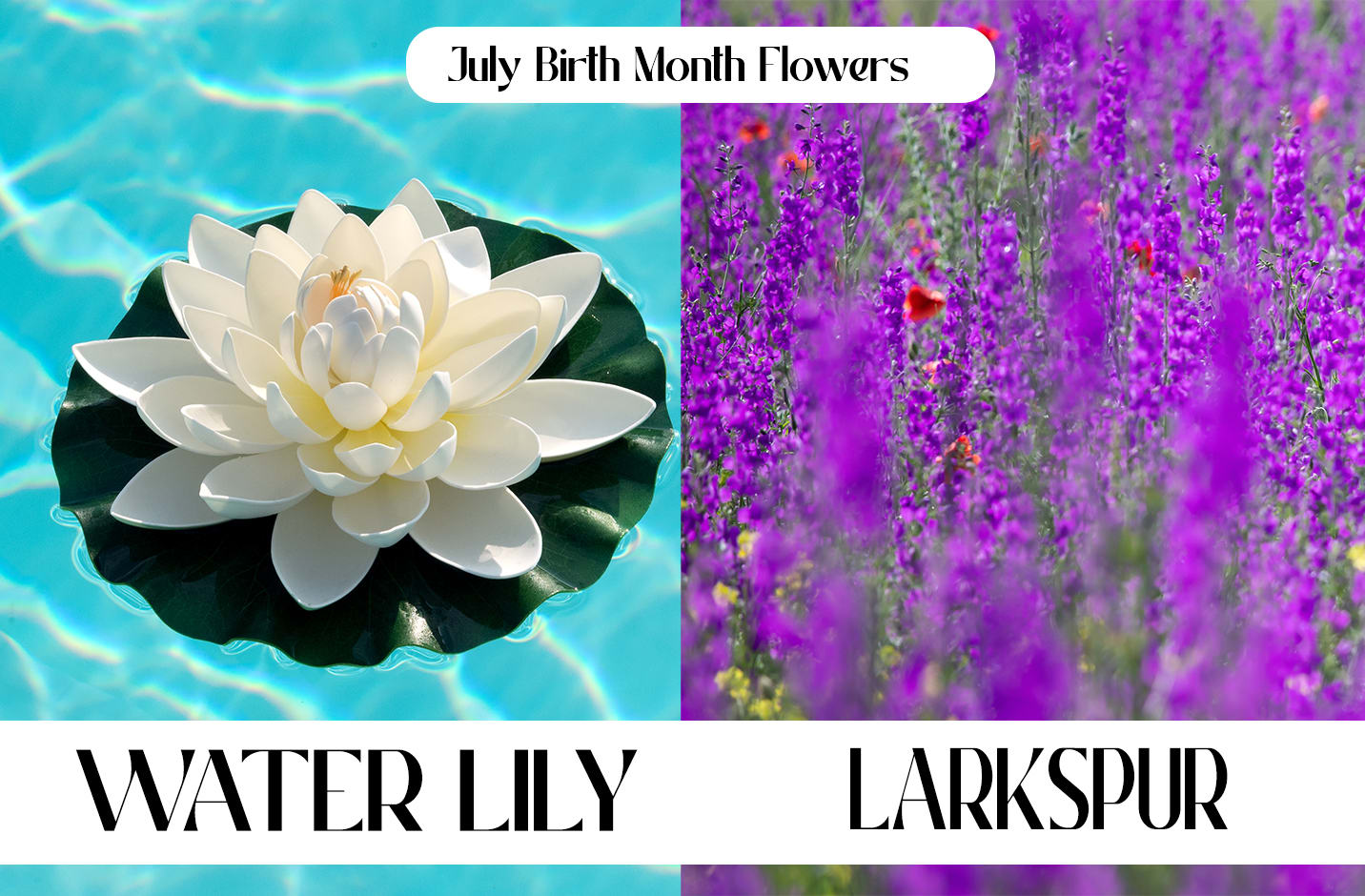 July Birth Flower Cheap Purchase Nationaldefensepac