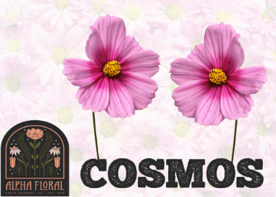 Cosmos Anniversary Flower