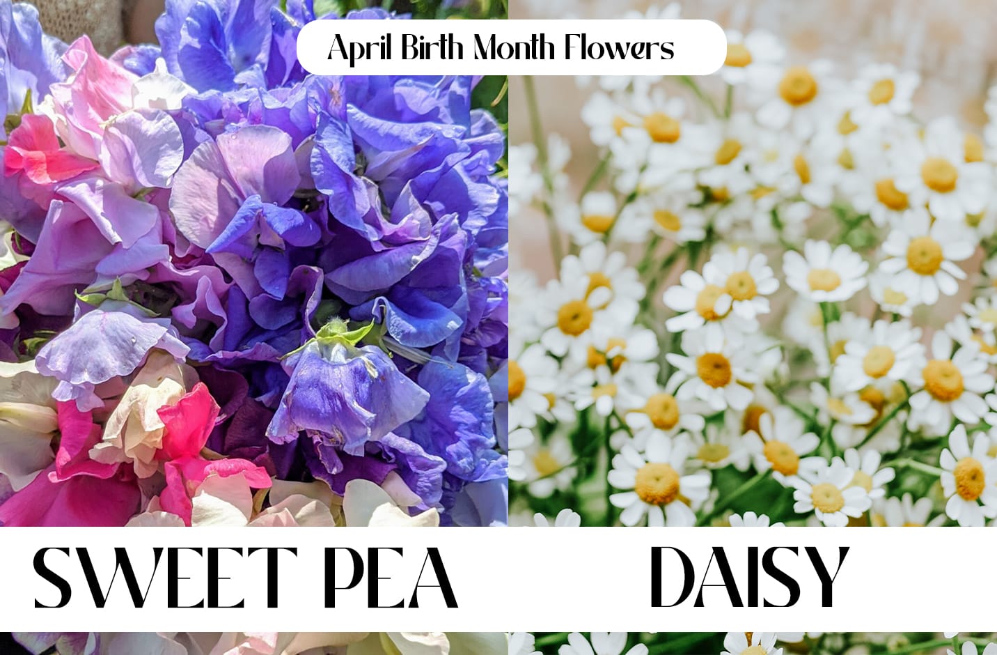 April Birth Month Flowers