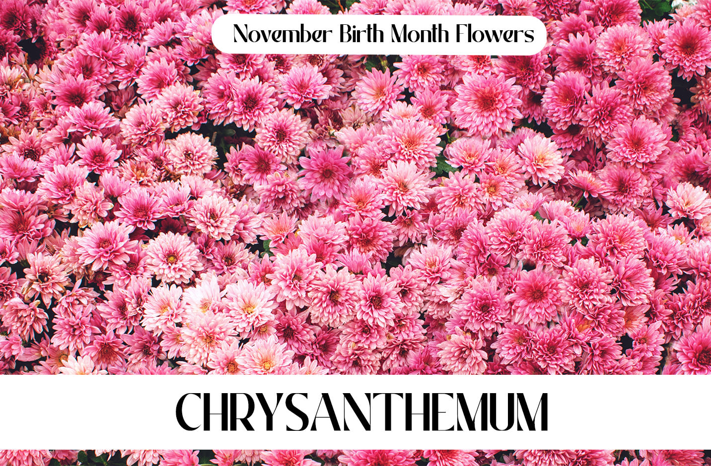 November Birth Month Flowers