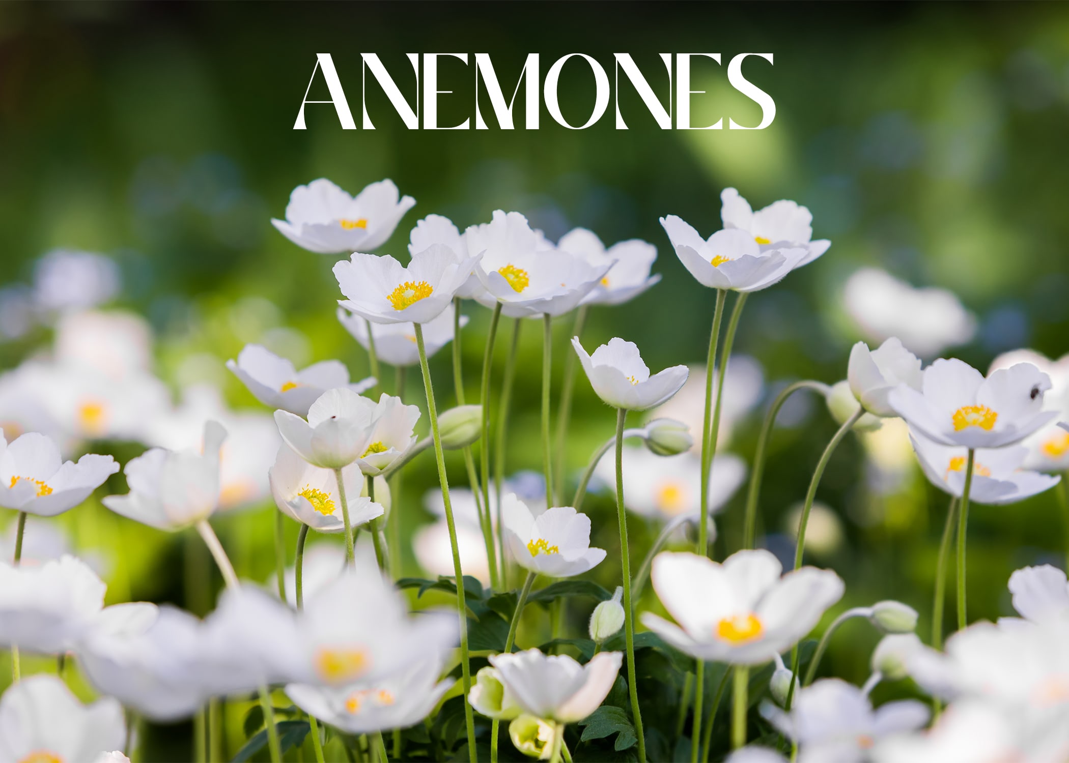 Anemones