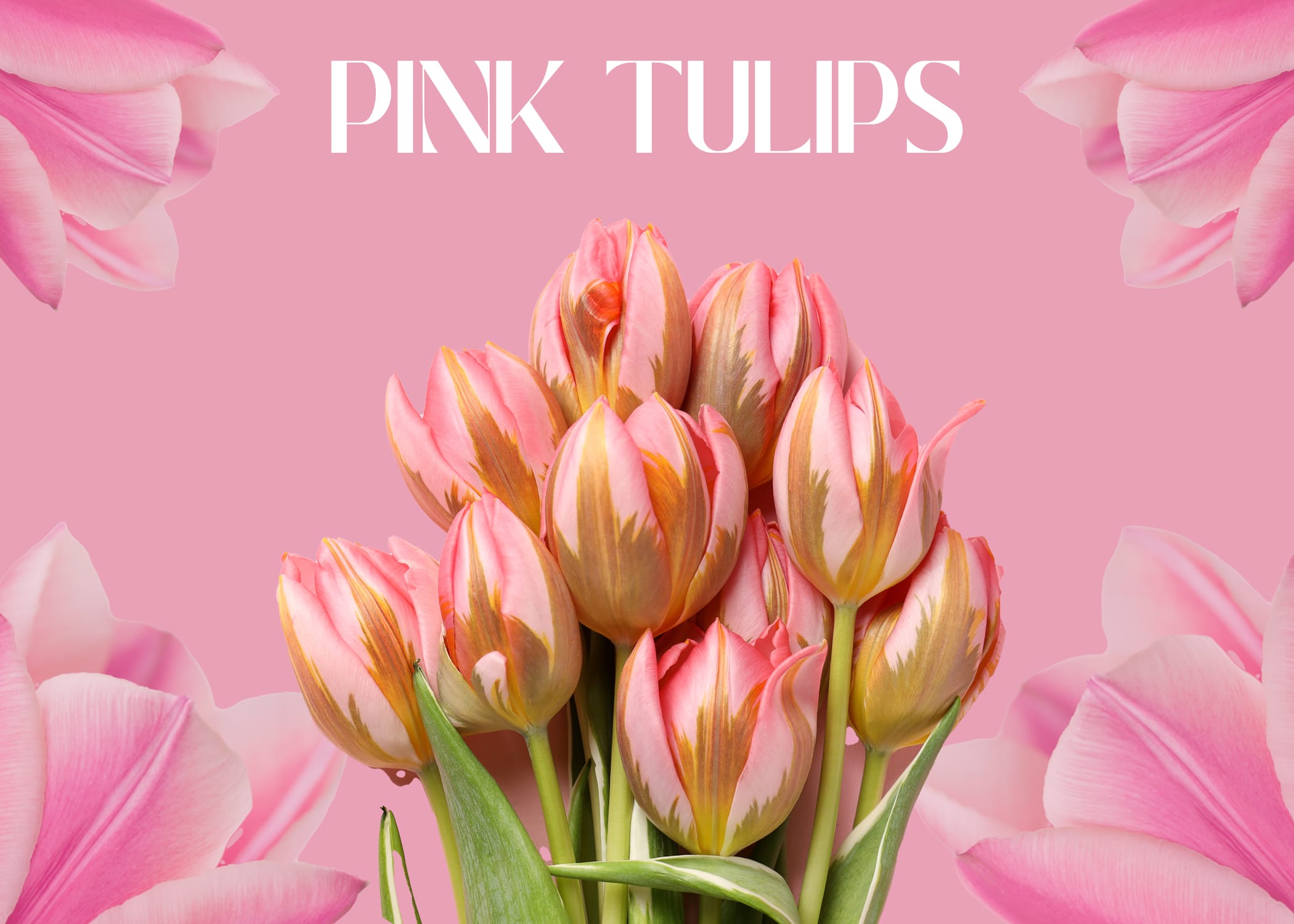 Pink Tulips