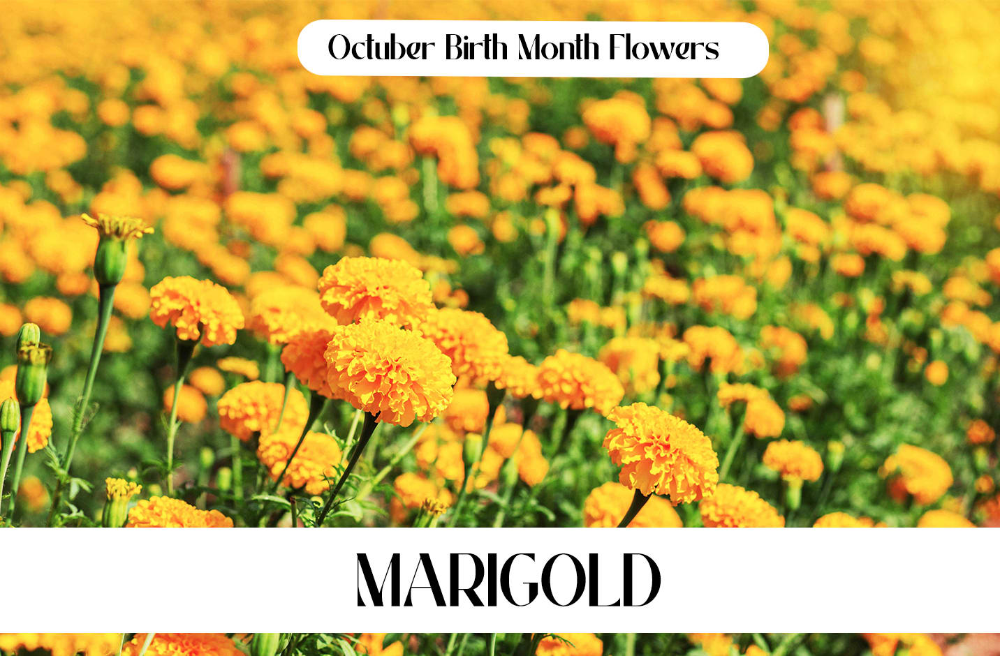 October Birth Month Flowers