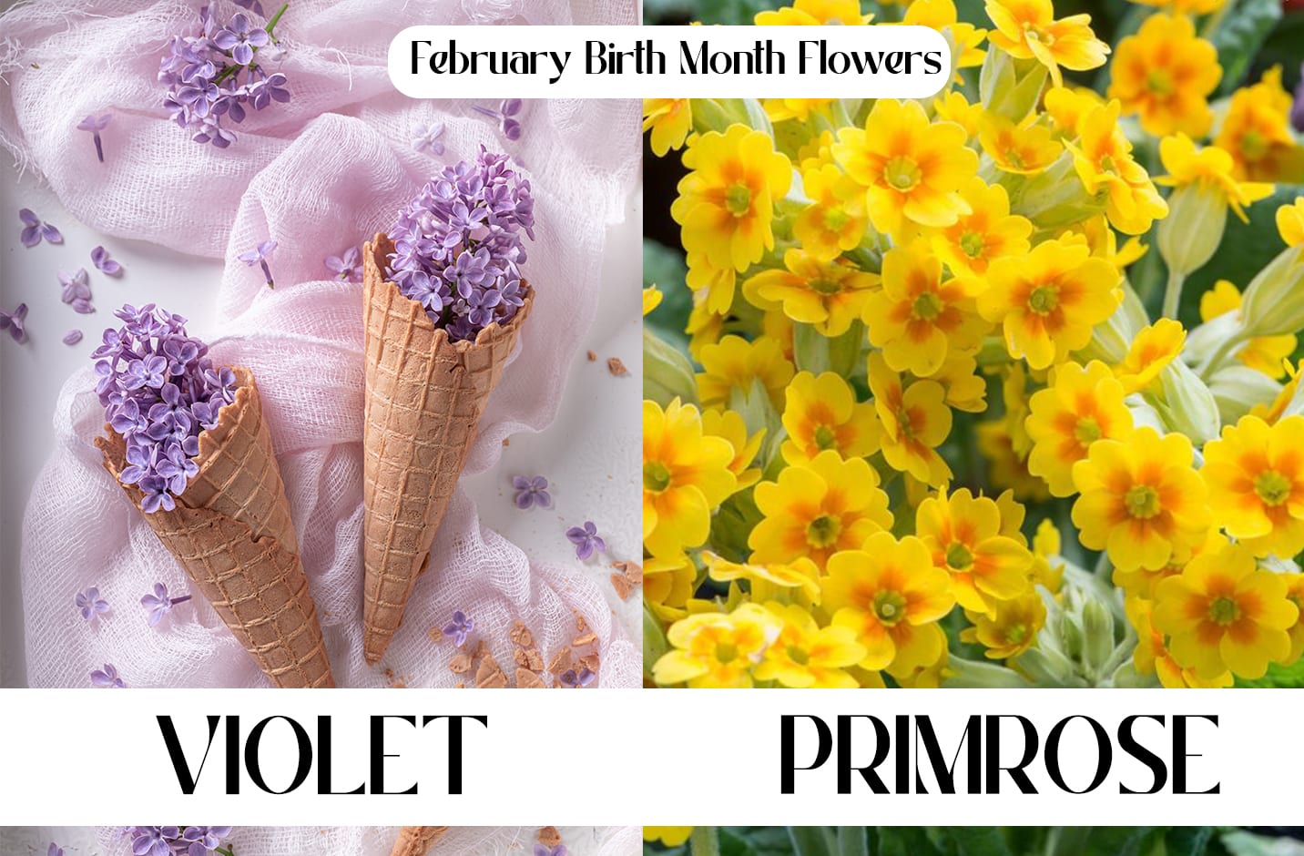 February Birth Flowers: Primrose And Violet (Meanings)  
