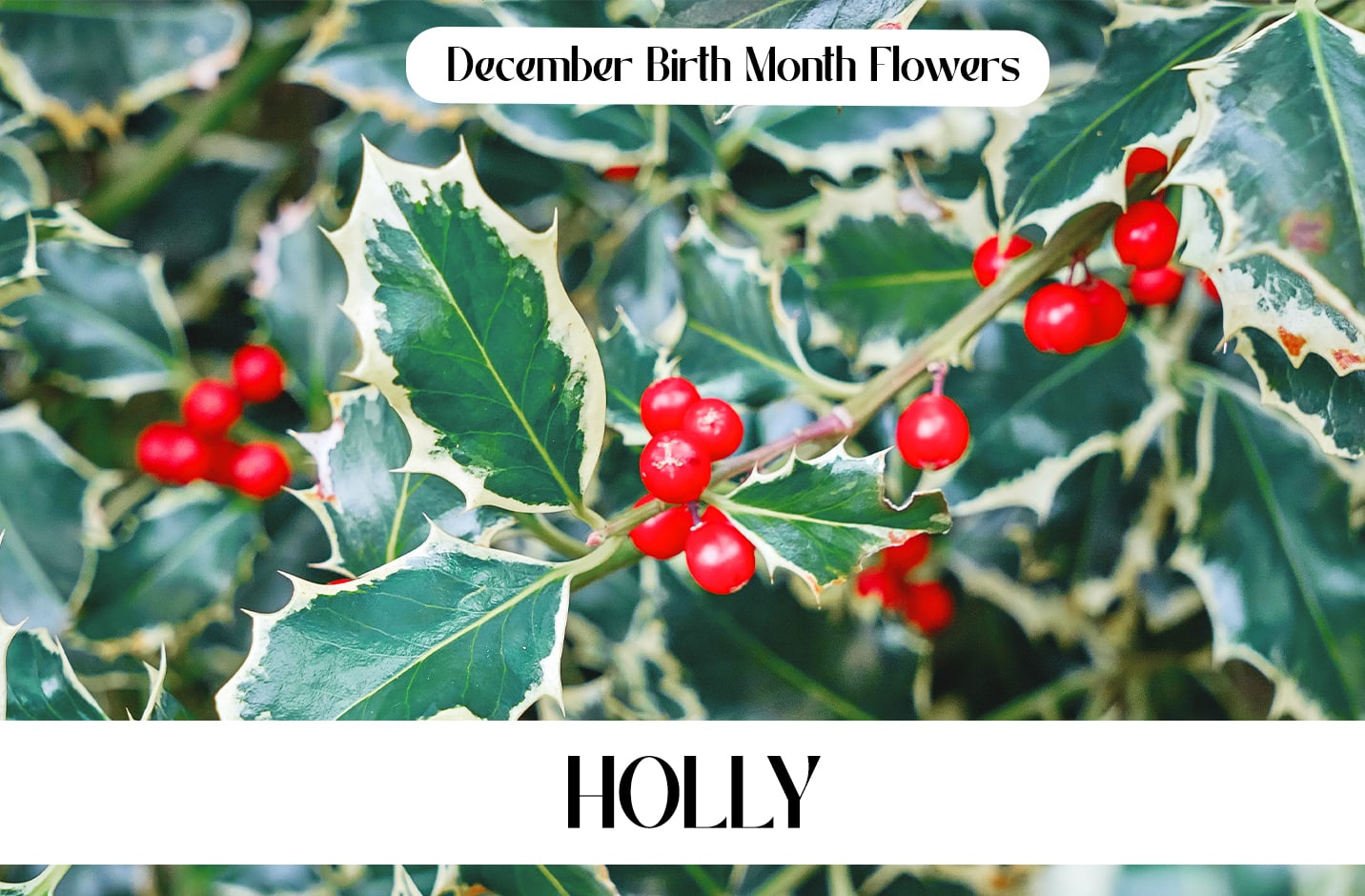 December Birth Month Flowers