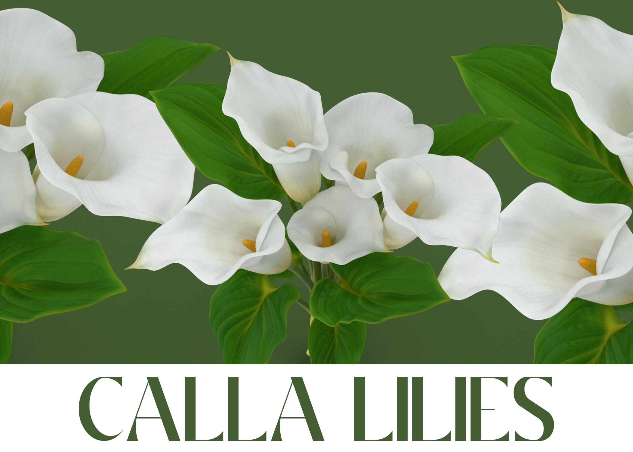 Calla Lilies