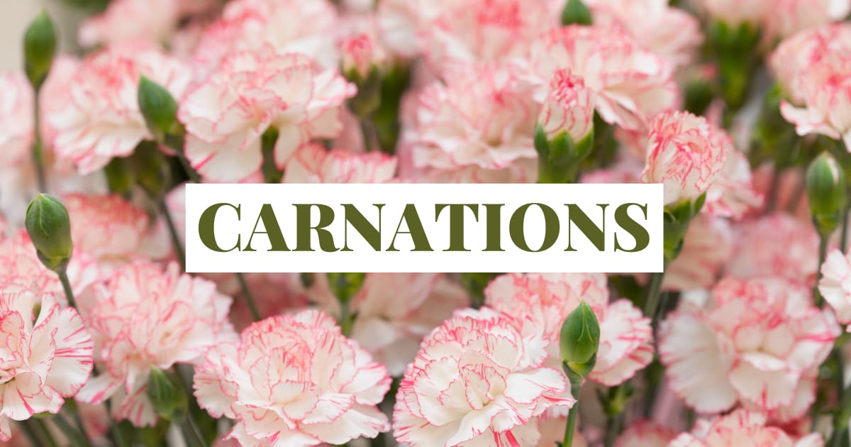 Carnations - Buy the Best Mothers Day Flower