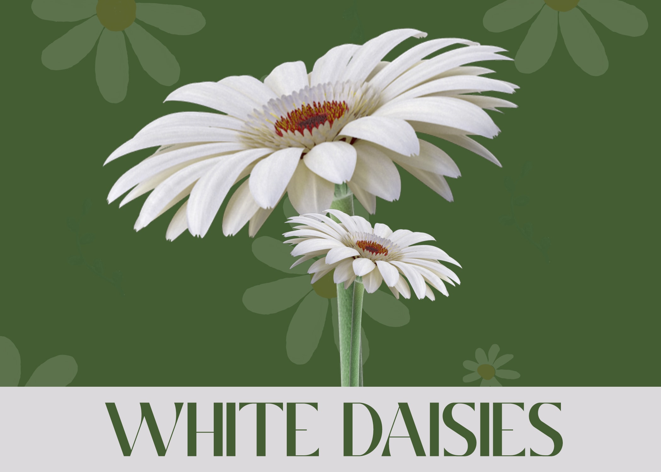 White Daisies