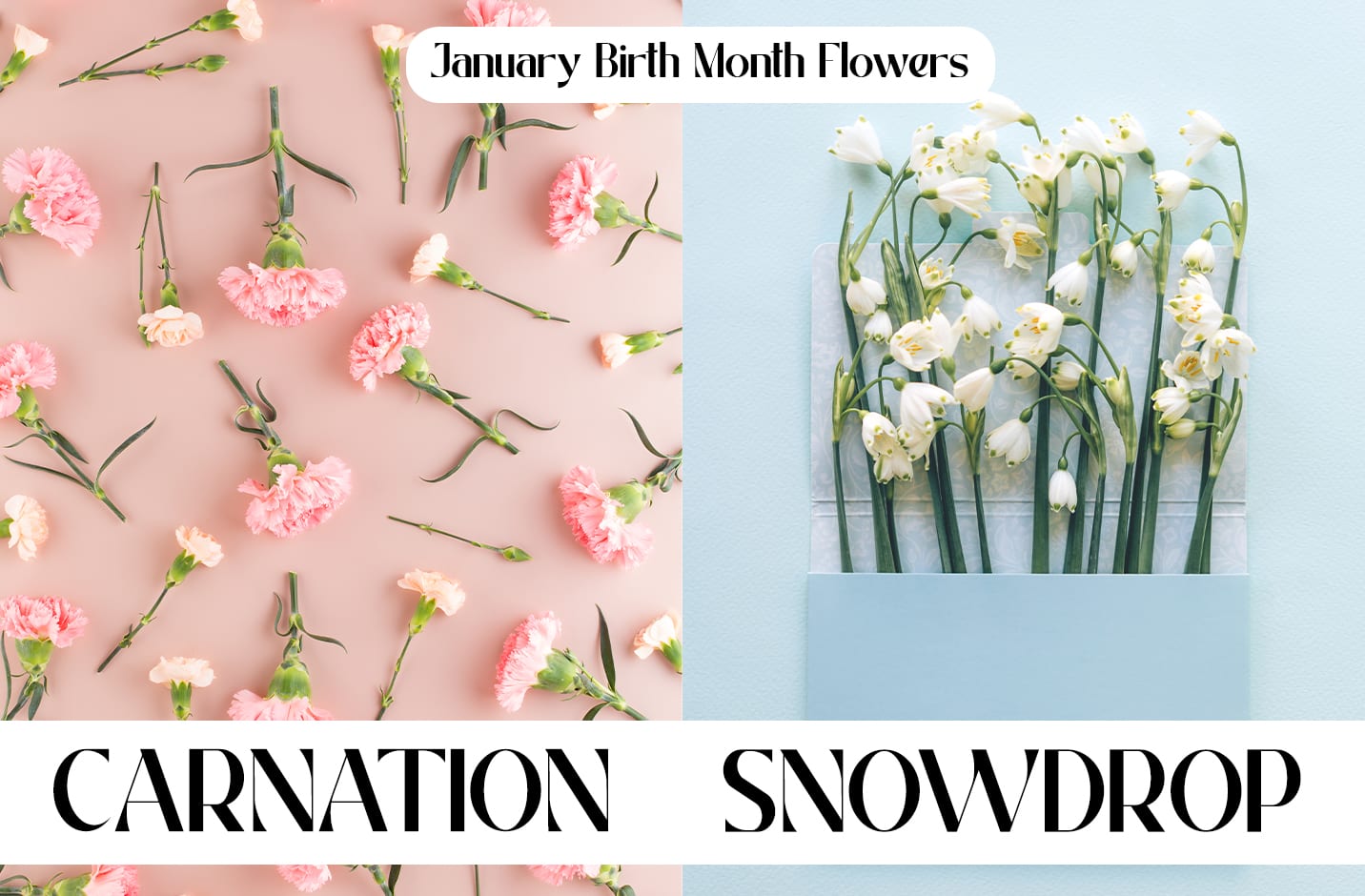 January Birth Month Flowers