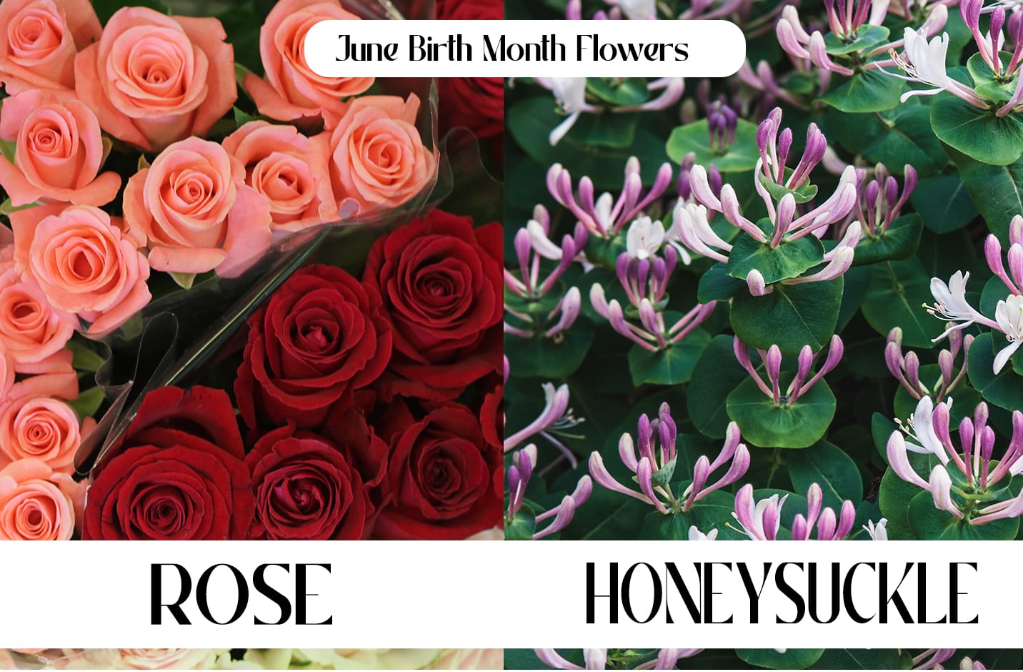 12 Birth Month Flowers & Their Meanings Blog Alpha Floral