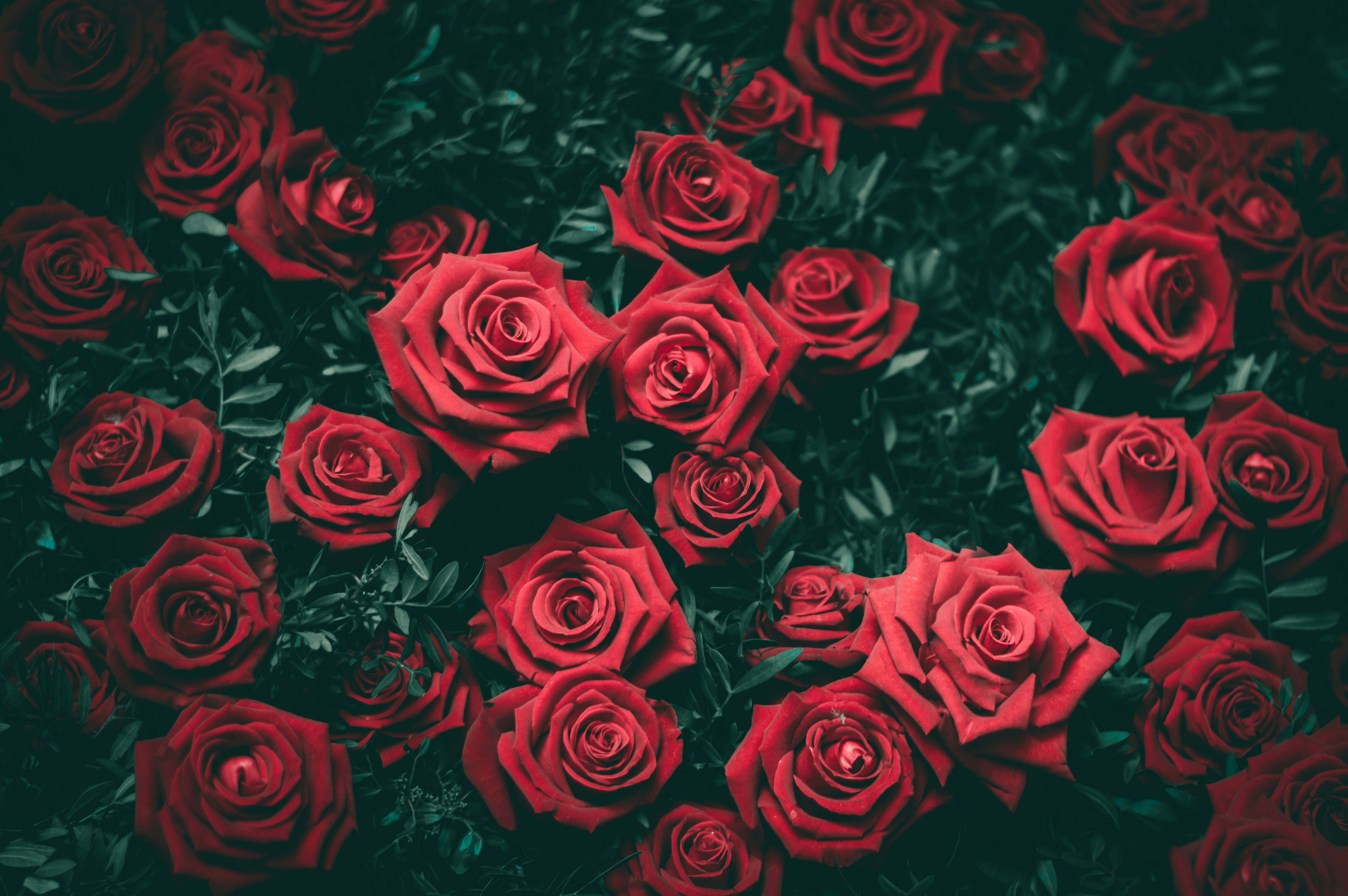 Valentine's Day Flowers and Their Romantic Symbolism
