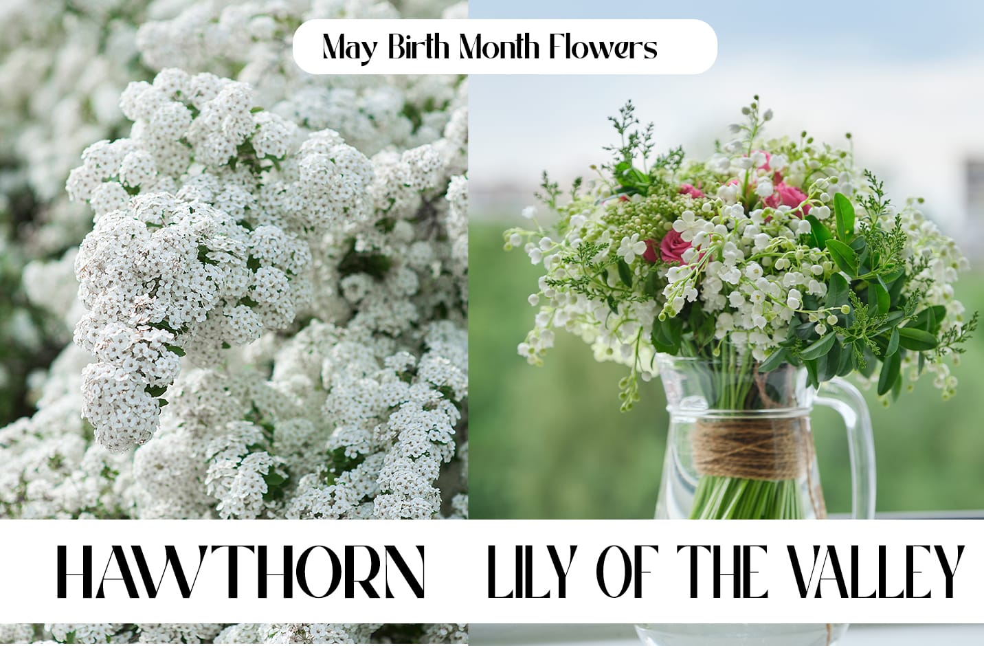 12 Birth Month Flowers & Their Meanings Blog Alpha Floral