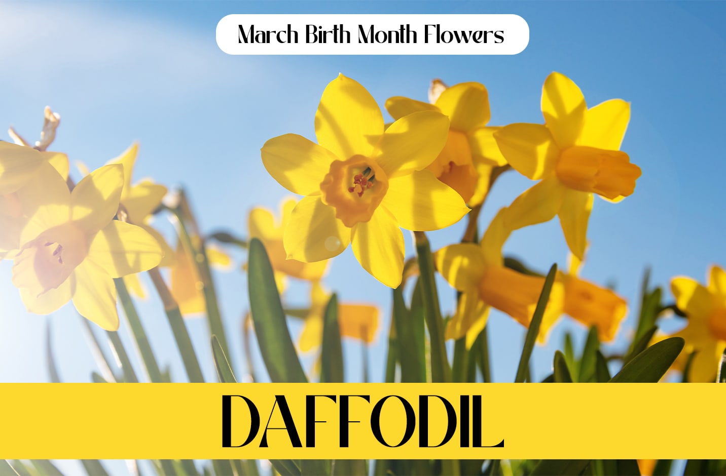 March Birth Month Flowers