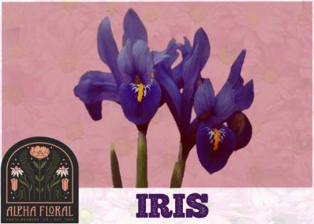 Iris Anniversary Flower