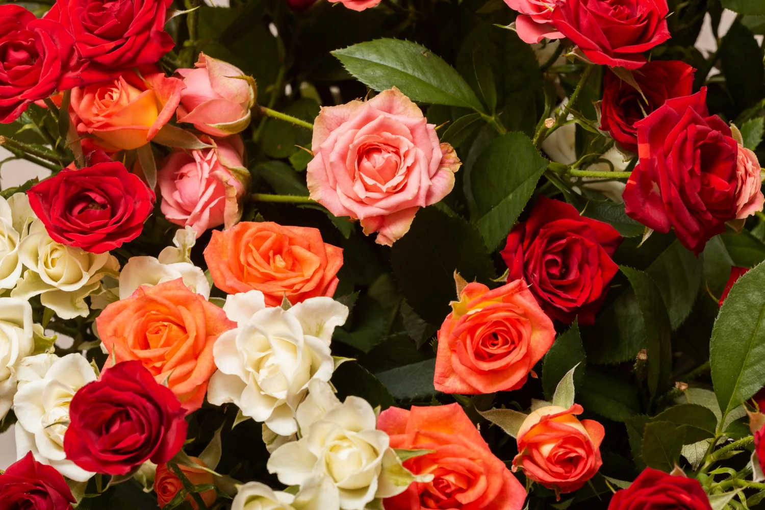 June Birth Flowers
