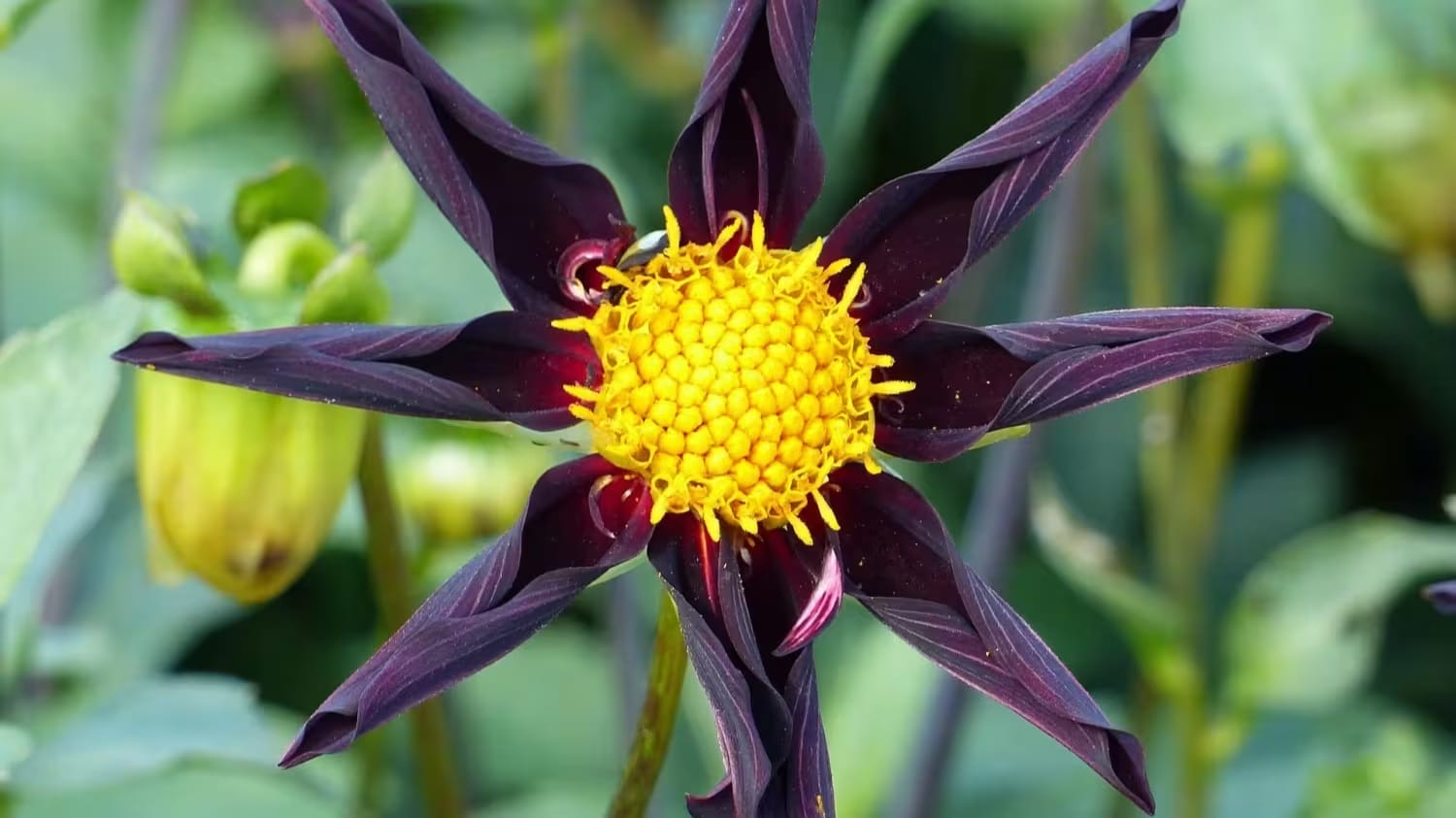 Mystery of the Black Dahlia Flower