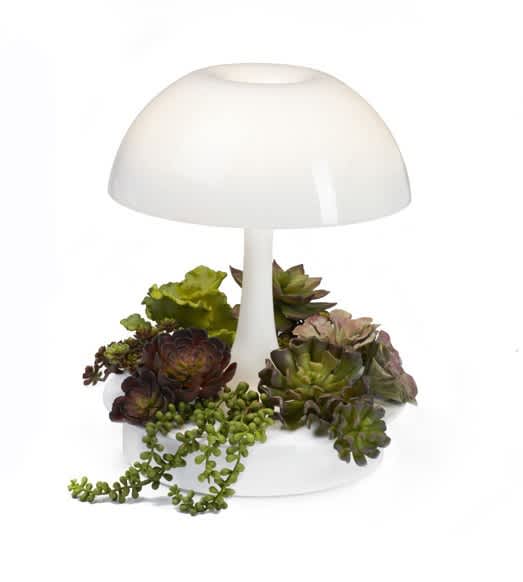 AMBIENTA- Bring Nature Inside