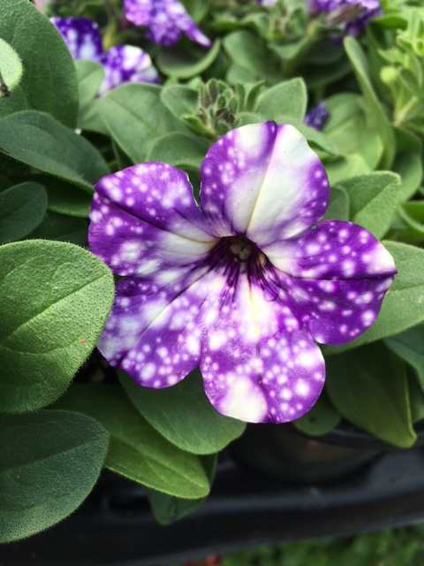 Green It Up- Earth Day 2016