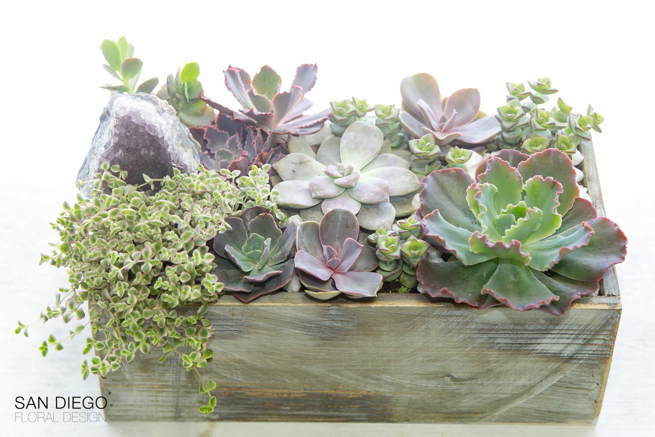 Come Join Us For Plant Night!