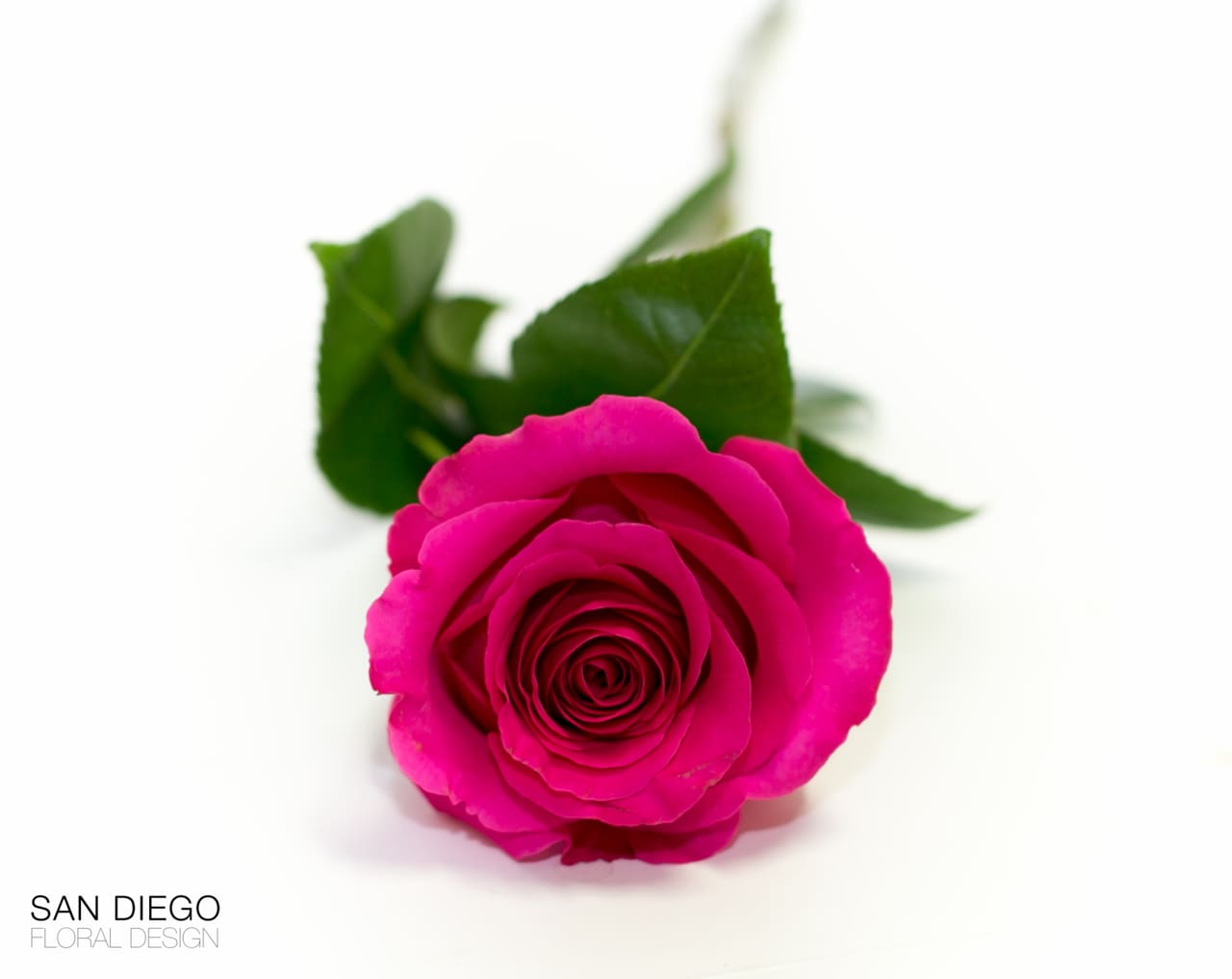 Valentine's day Nightmare: I can't Smell The Roses!!