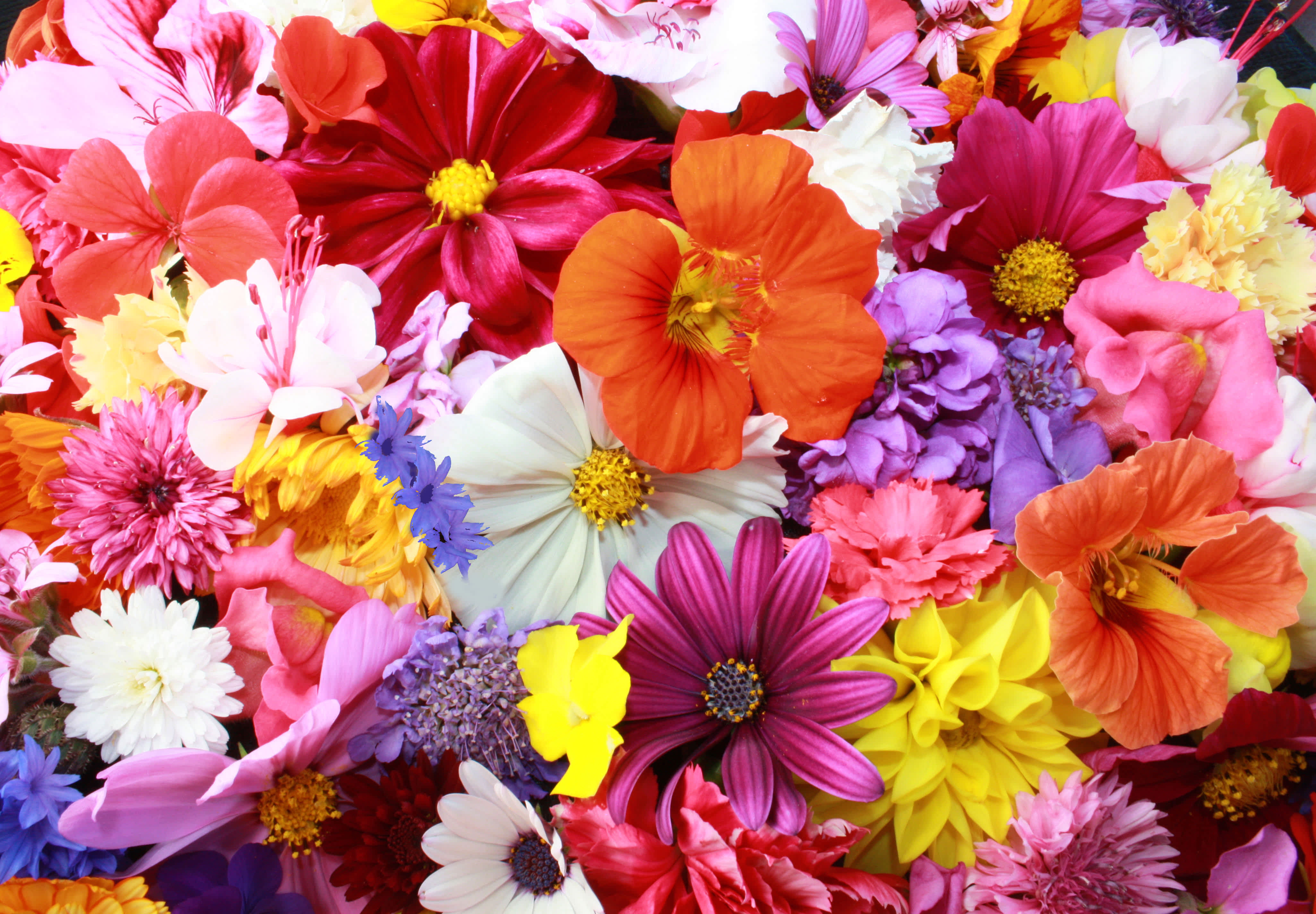 Why Flowers are the Perfect Gift 