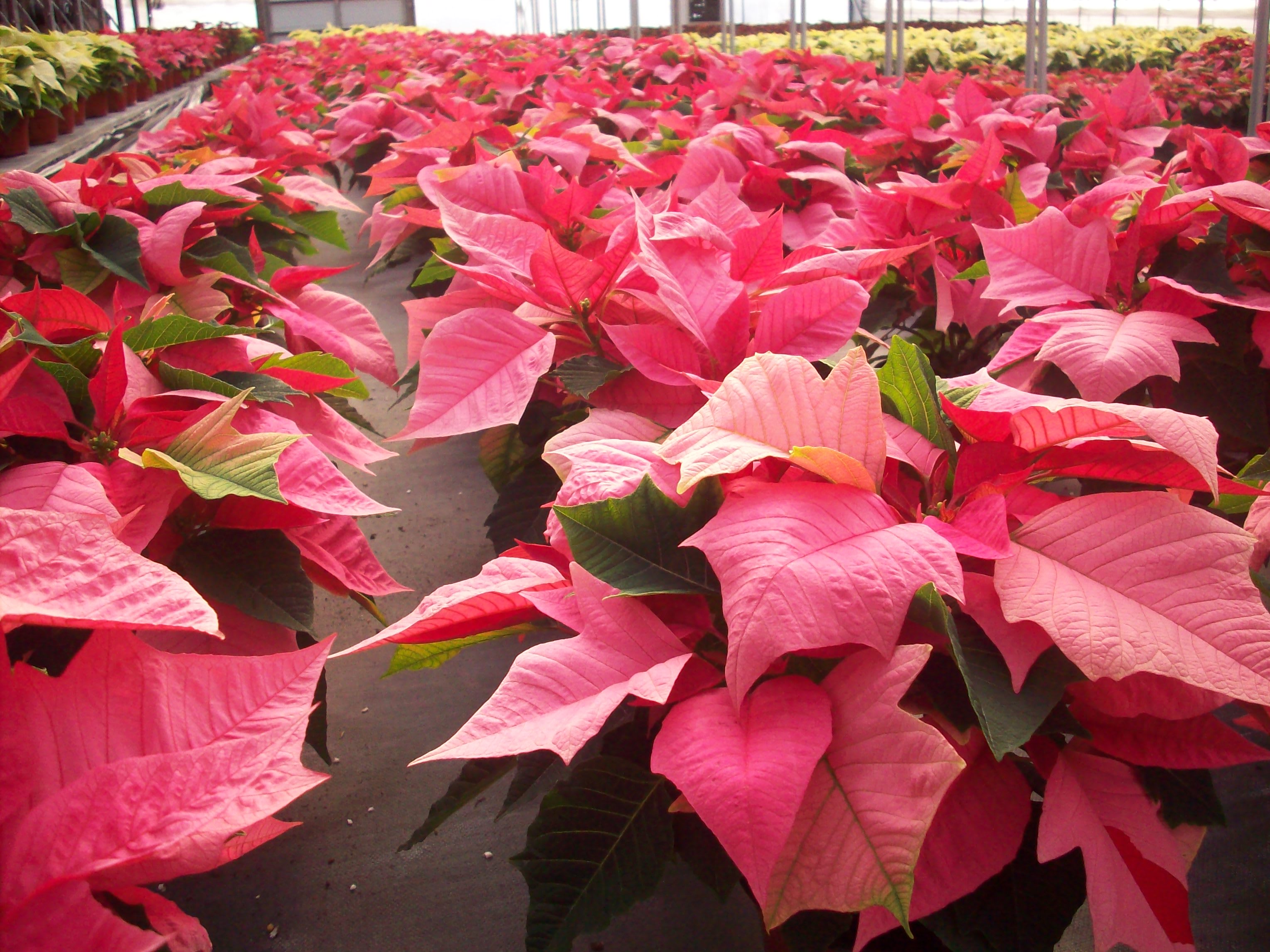 Poinsettia Care