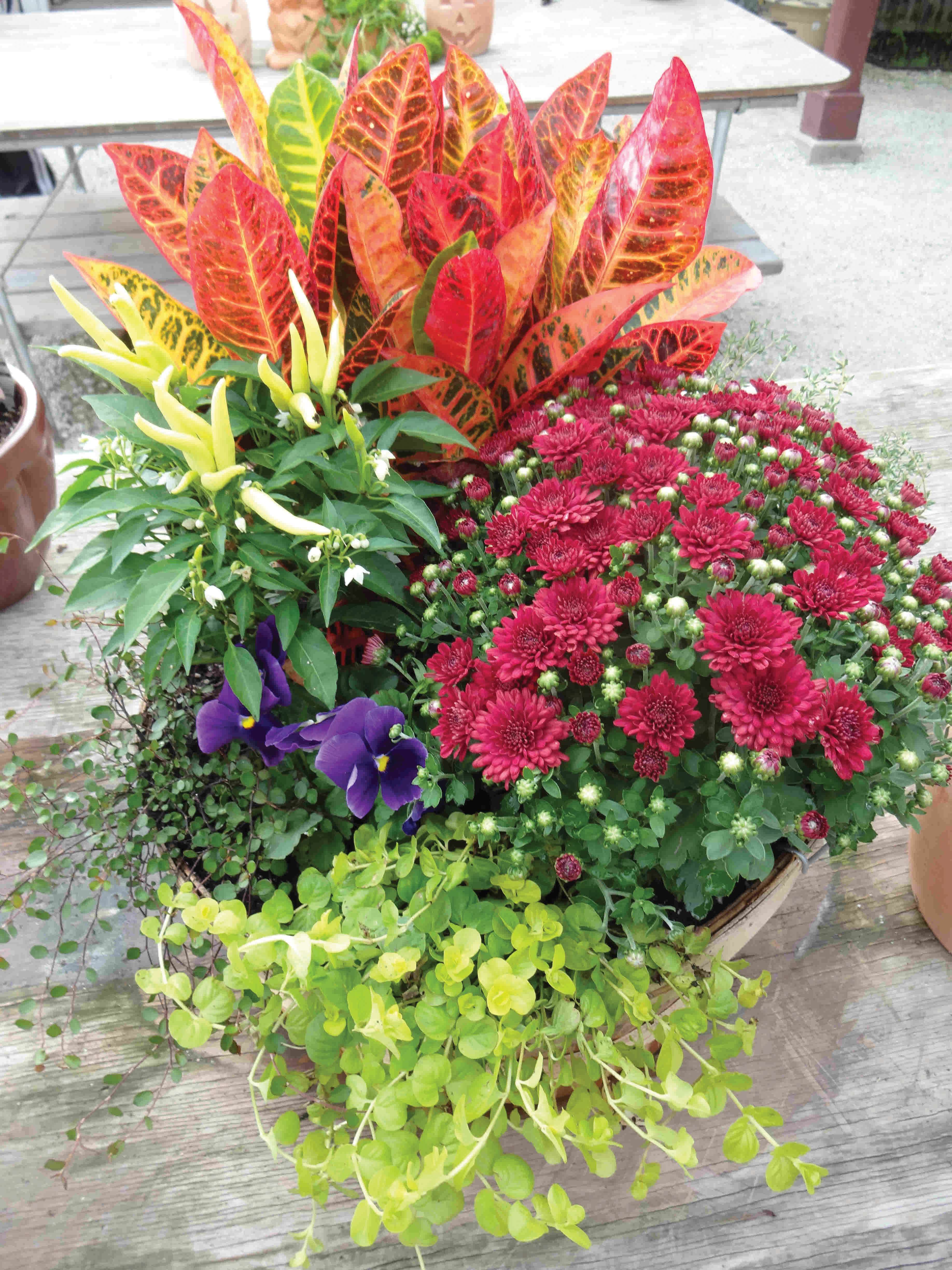 2025 Fall Mums - Tips & Suggestions