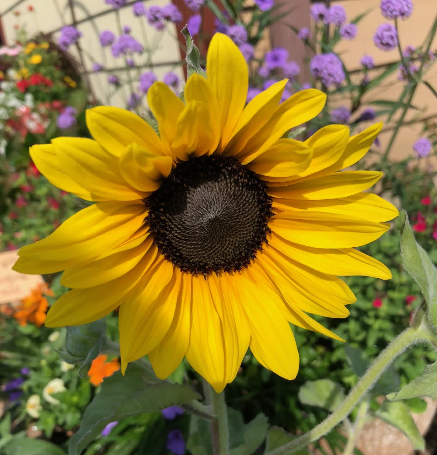 Hot Weather Watering Tips