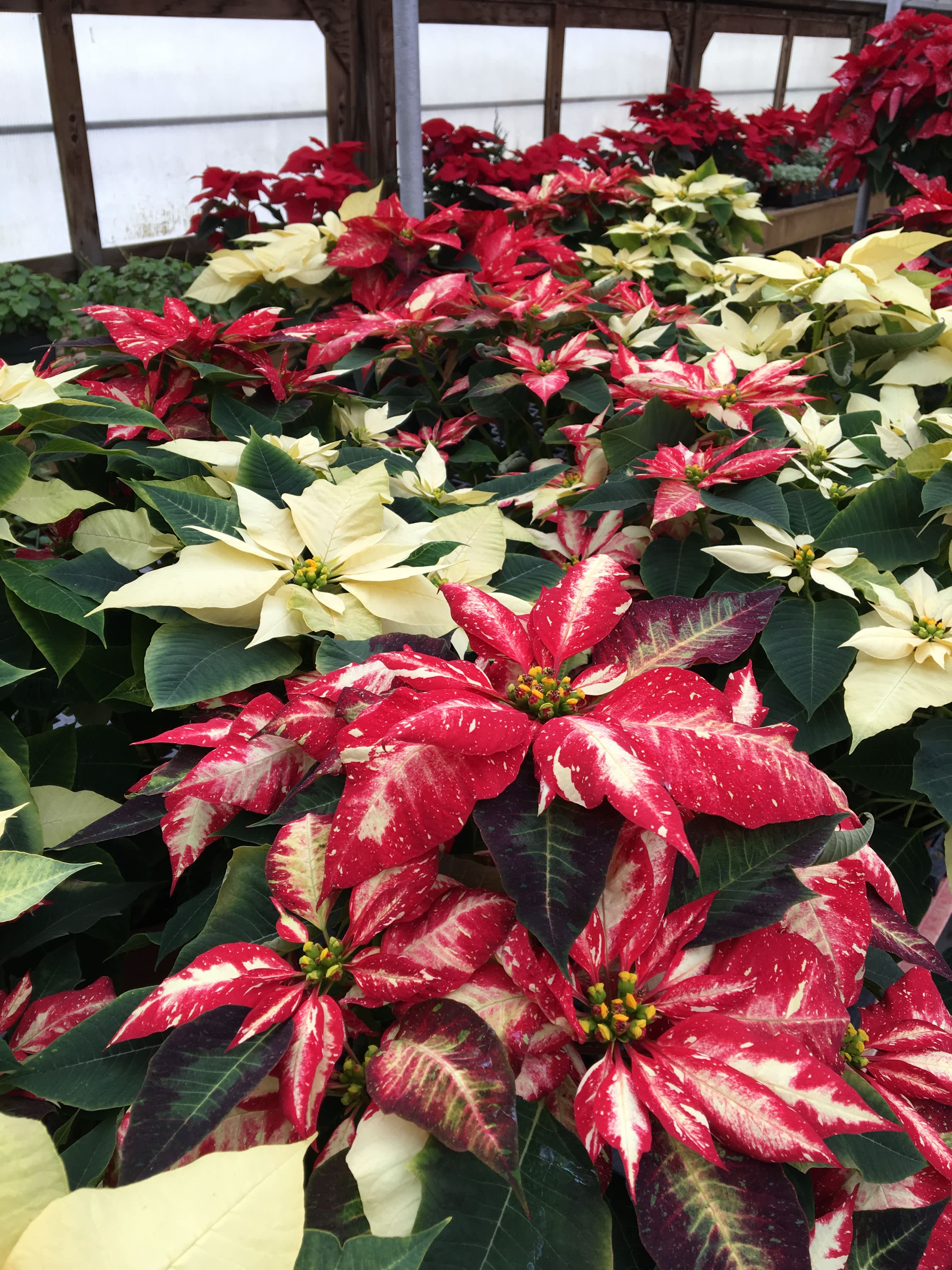 2025 Christmas Poinsettia