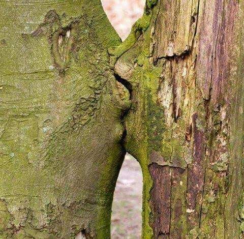 Romance in the woods...