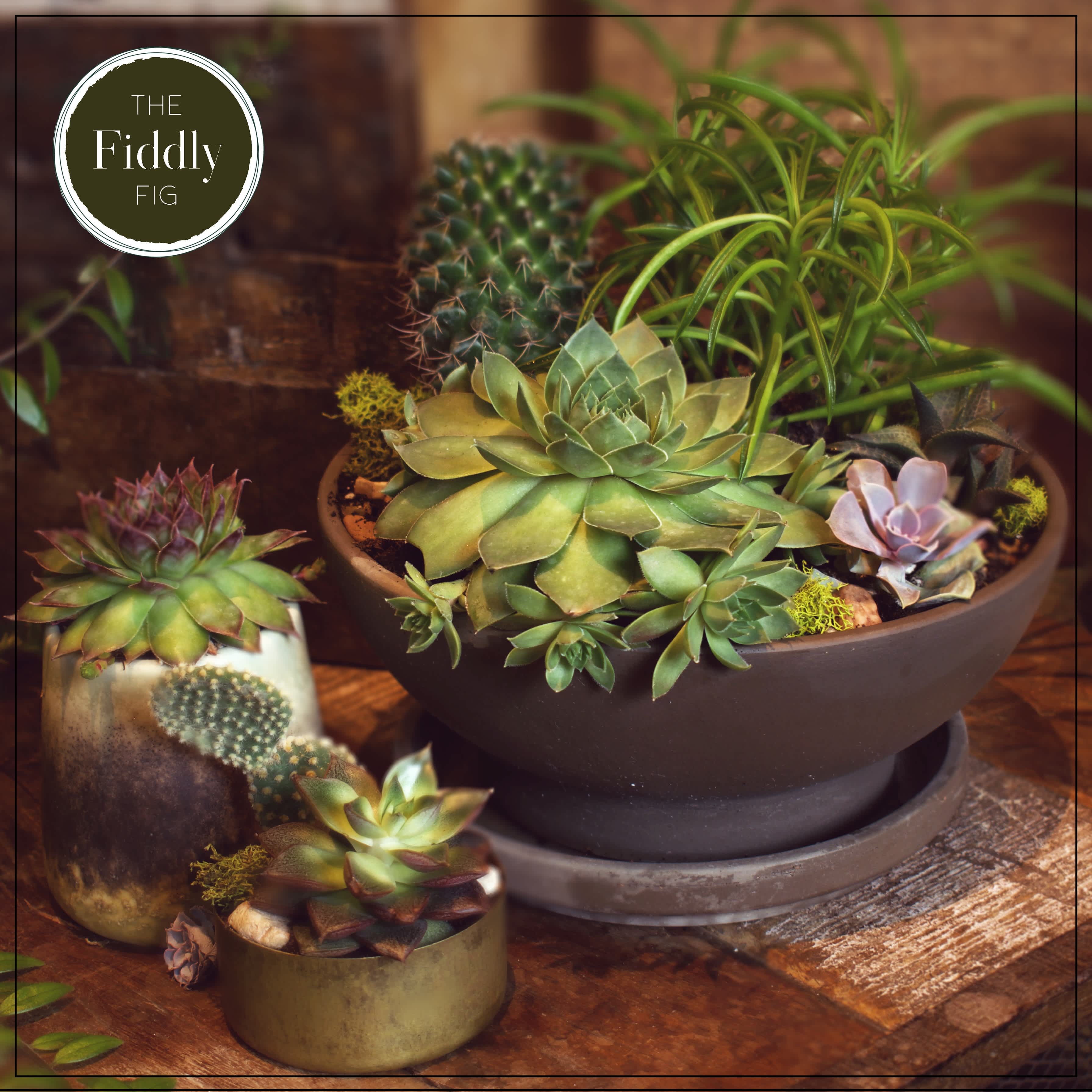 Succulents and Cacti