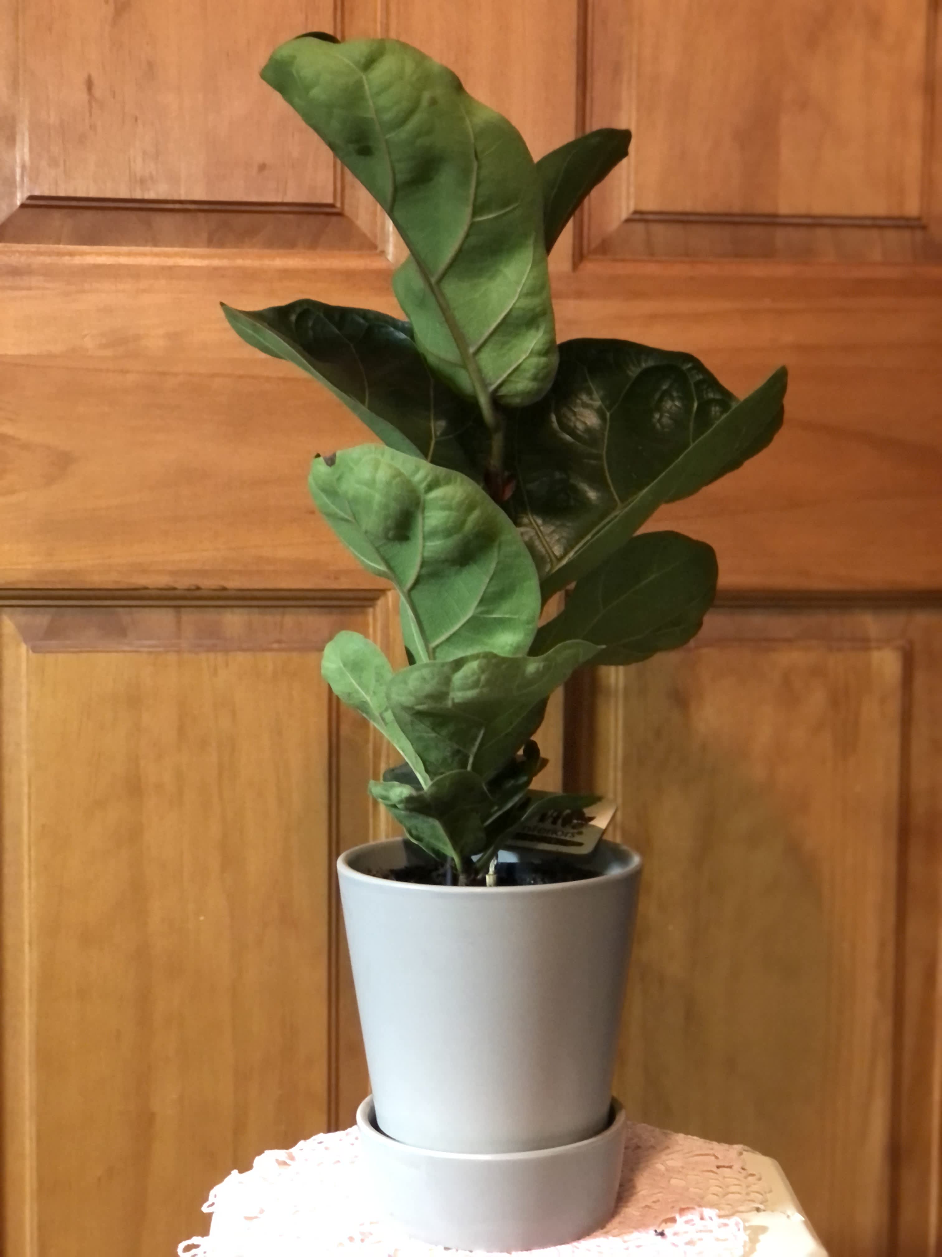 How to care for a Fiddle Leaf Fig Plant