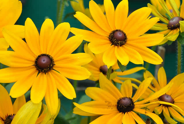 The Black-Eyed Susan - Maryland's State Flower