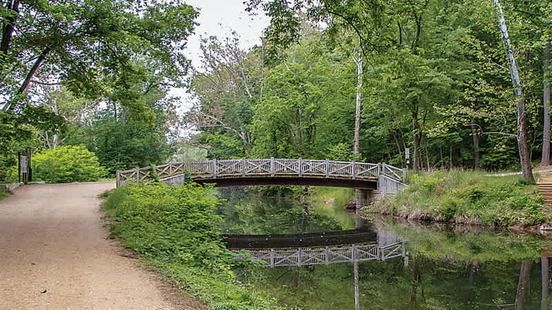 Wildflowers in Baltimore