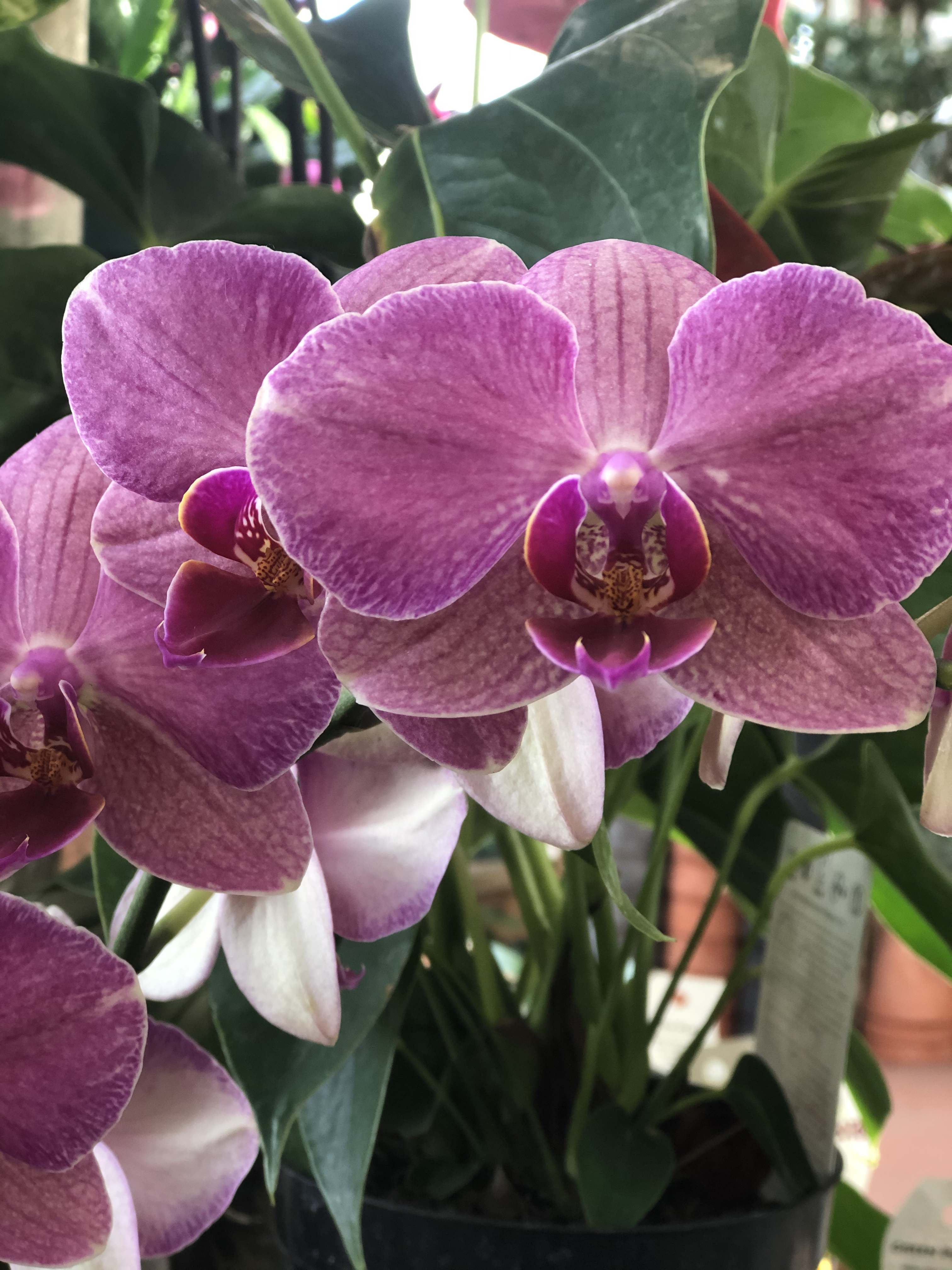 Tips flor Selecting a Valentine’s Day Florist