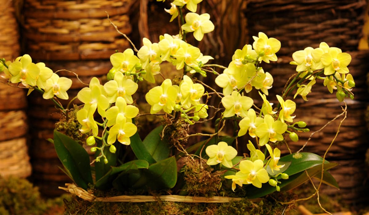 New York Florist Flower Delivery by Flowers by Philip