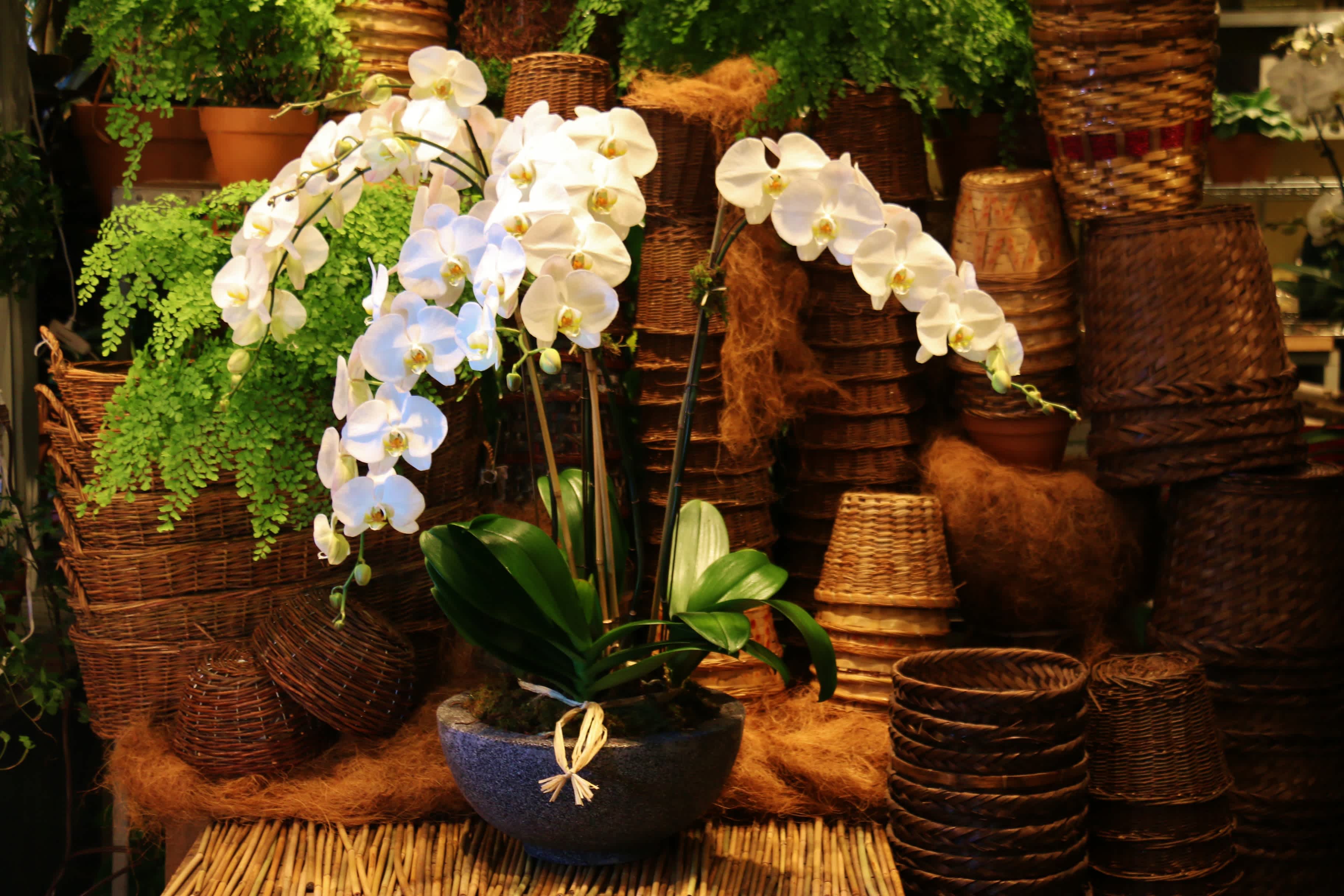 Orchids (Phalaenopsis) Care.