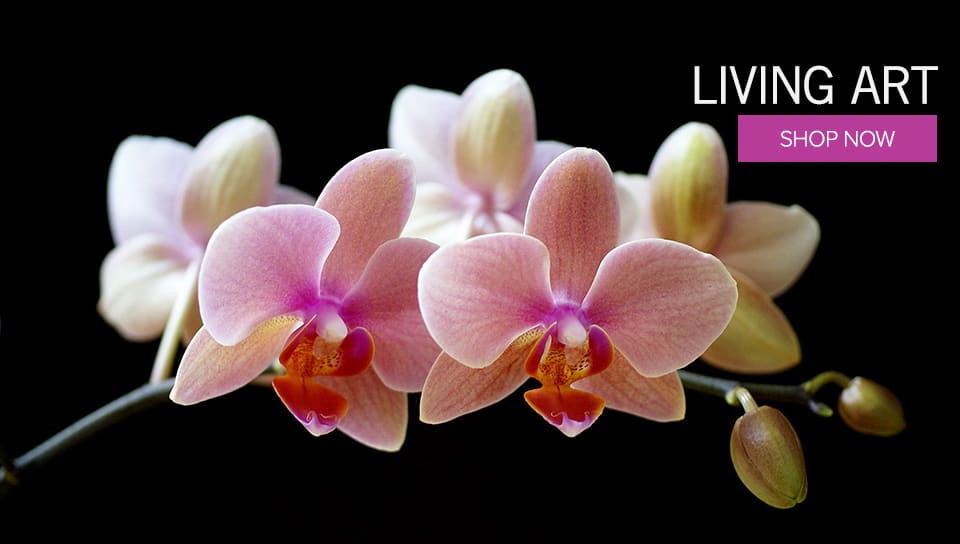 Cleveland Heights Florist Flower Delivery by Stems Fleur