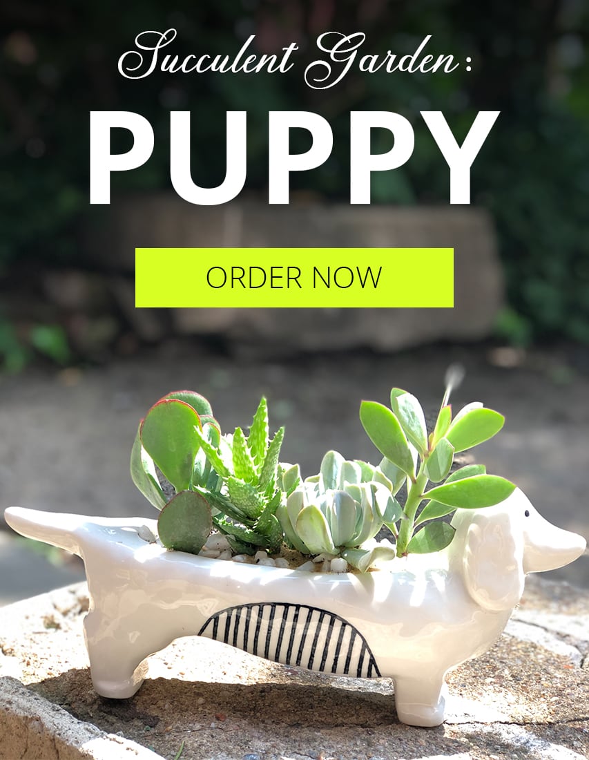 Philadelphia Florist Flower Delivery by Nature's Gallery Florist, Inc.