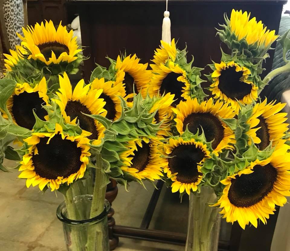 Sunflowers for the Soul 