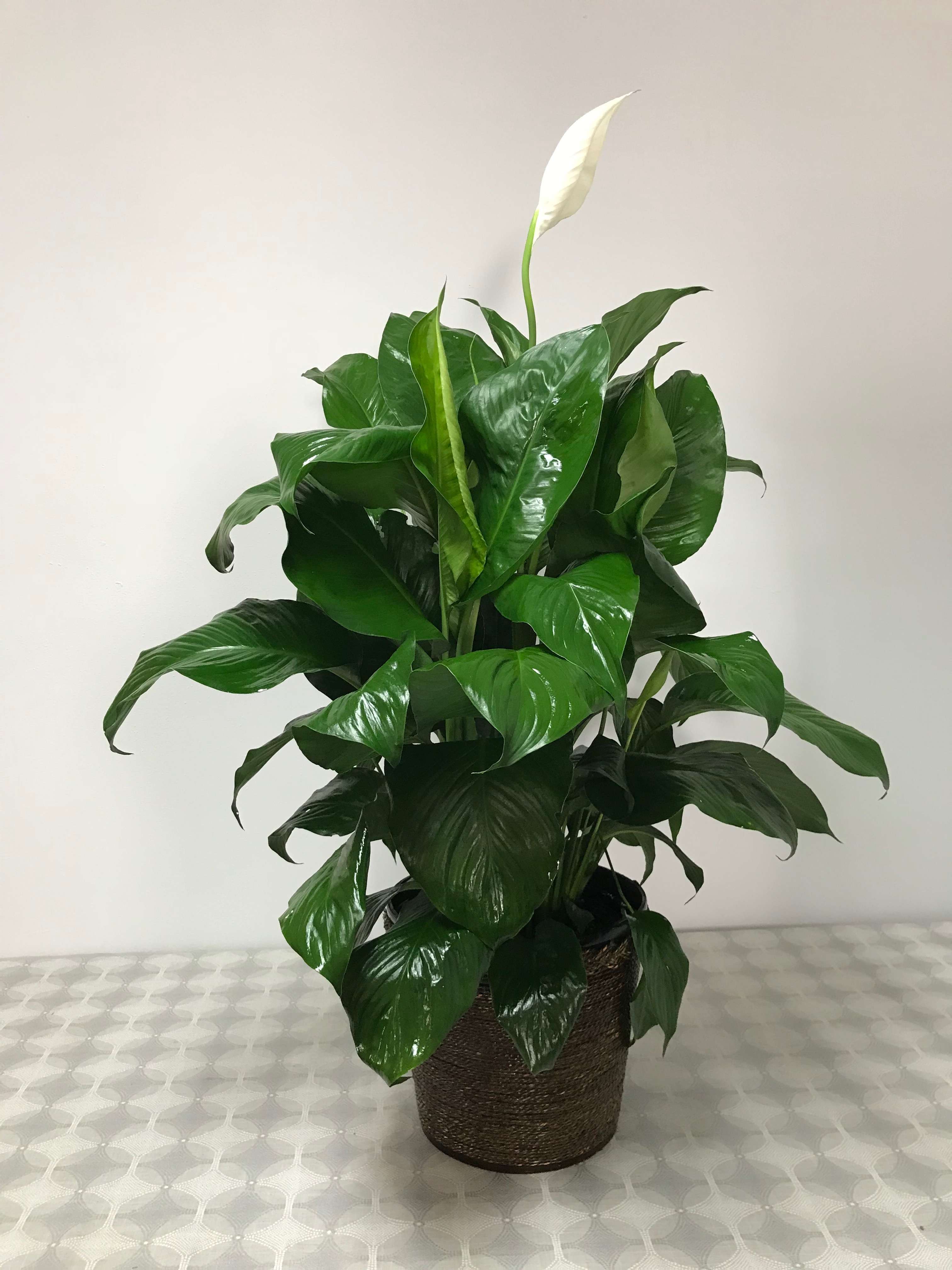 Peace Lily Plant Care and Guide 