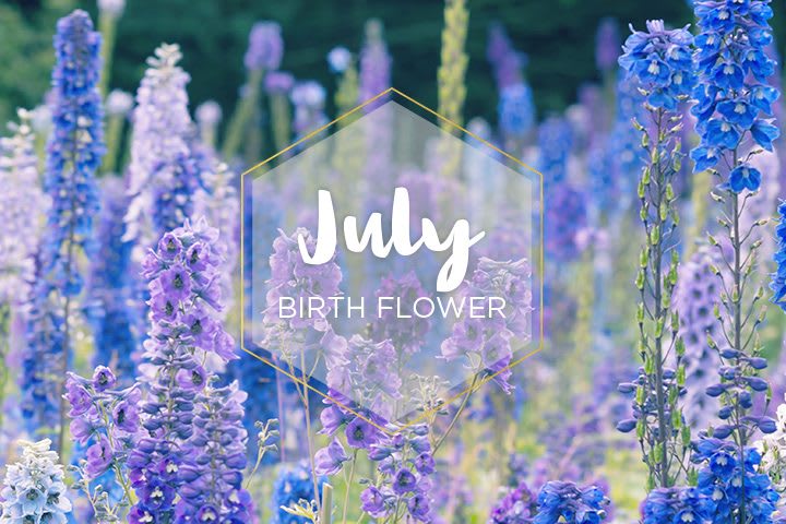 Larkspur...July's Birth Flower 