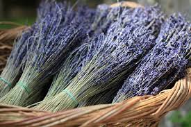 Lavender fields forever 
