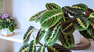 All Things House Plants 