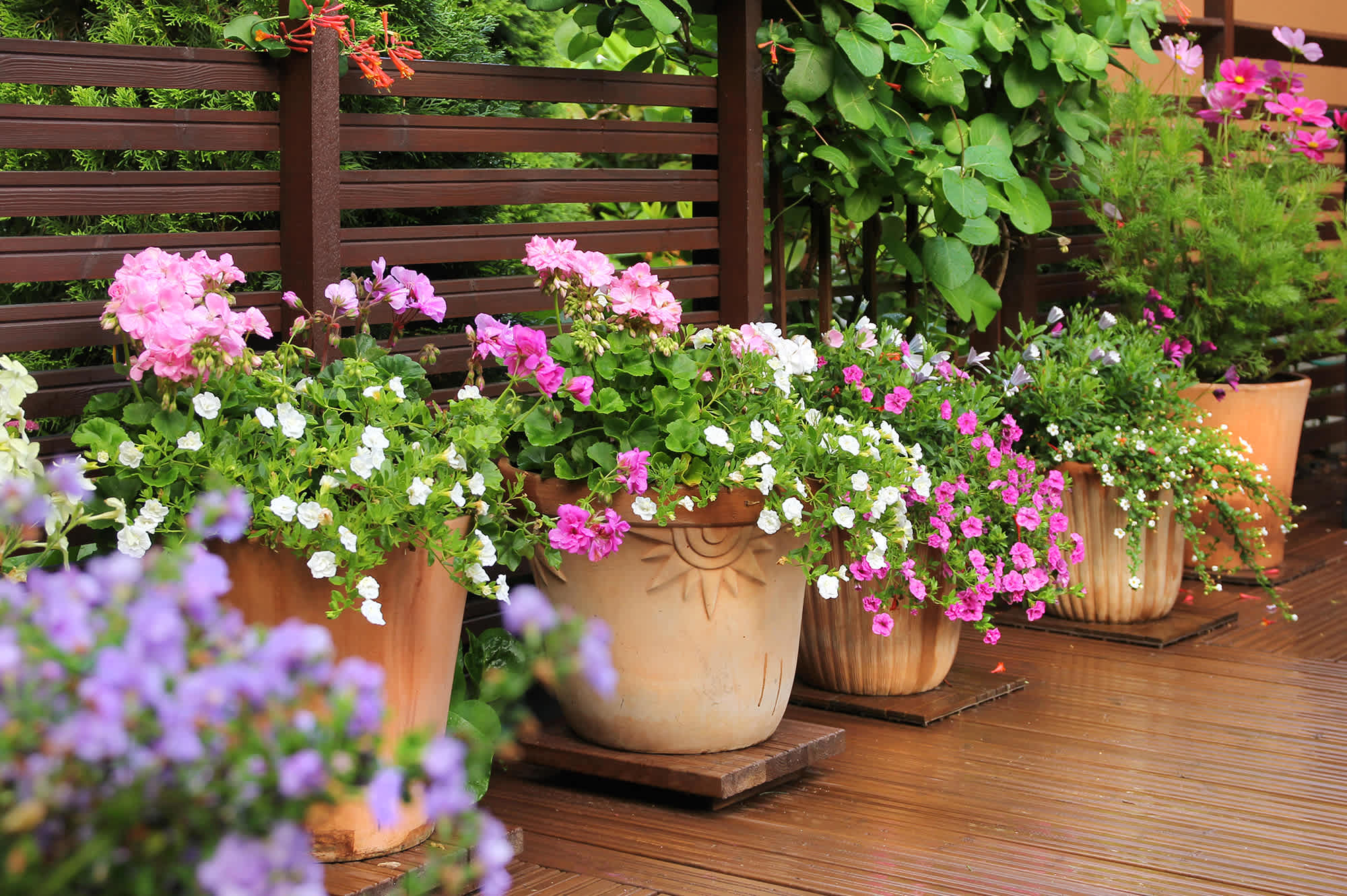 Promote a Healthier Planet with Your Flower Choices