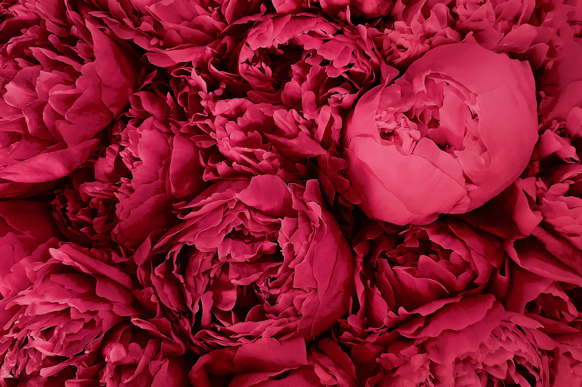 2023 Pantone Color of the Year is Viva Magenta