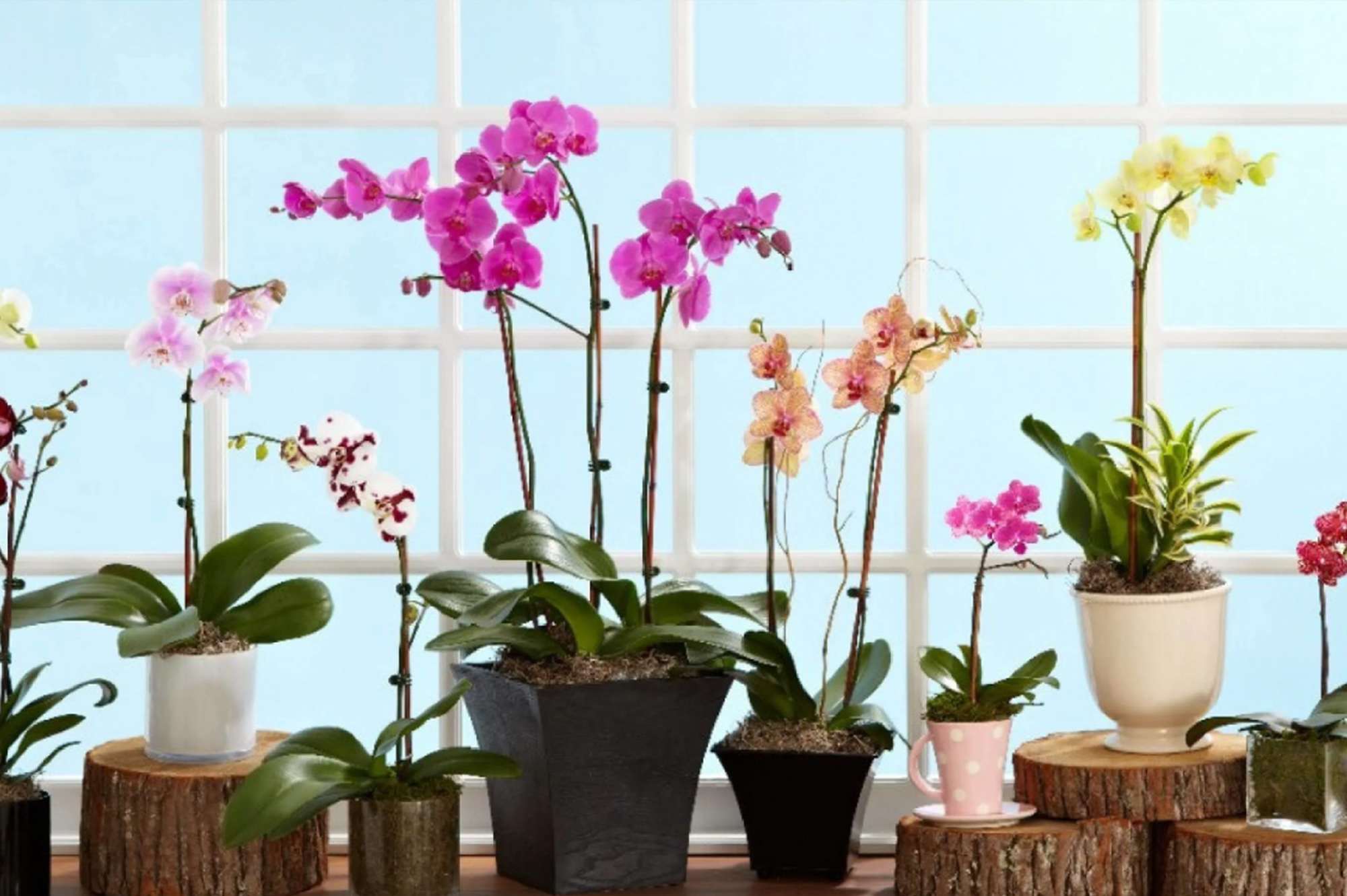 Enjoy Fresh Flowers Every Month with a Subscription 