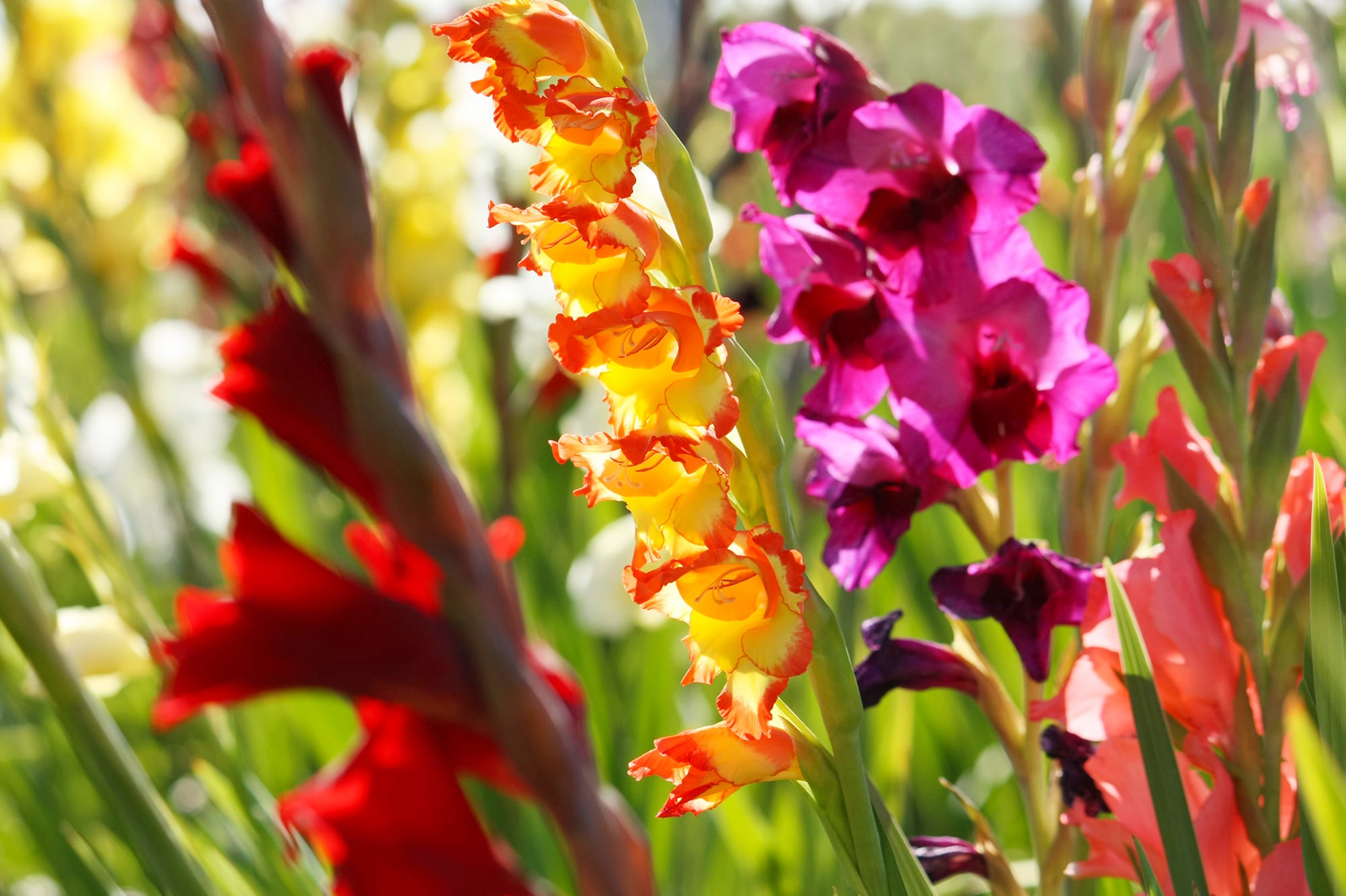 Honoring Black History Month: Symbolic Flowers